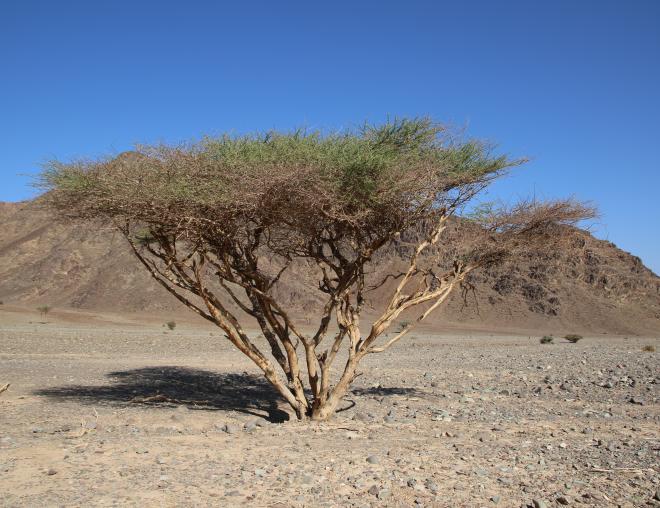 Whole plant