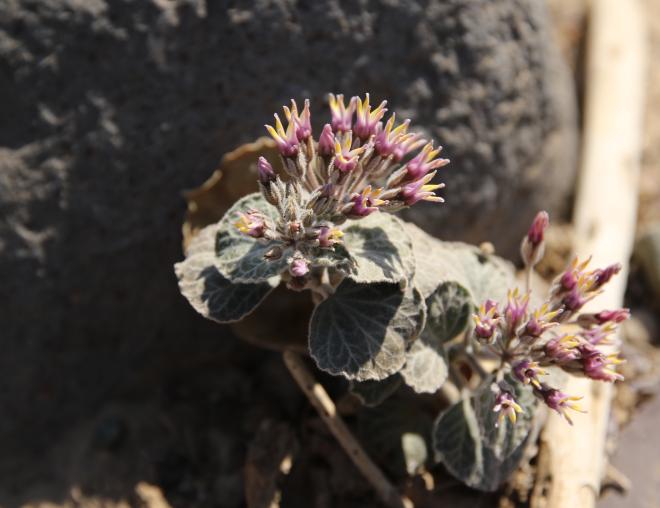 Cynanchum radians flowers