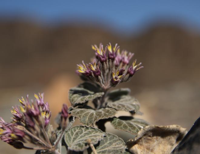 Cynanchum radians flowers