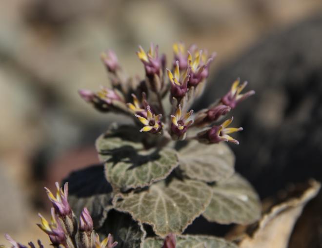 Cynanchum radians flowers and leaves