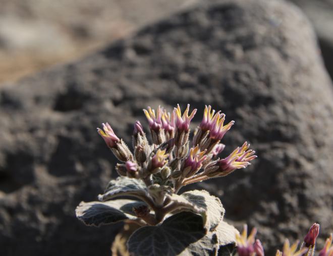 Cynanchum radians flowers