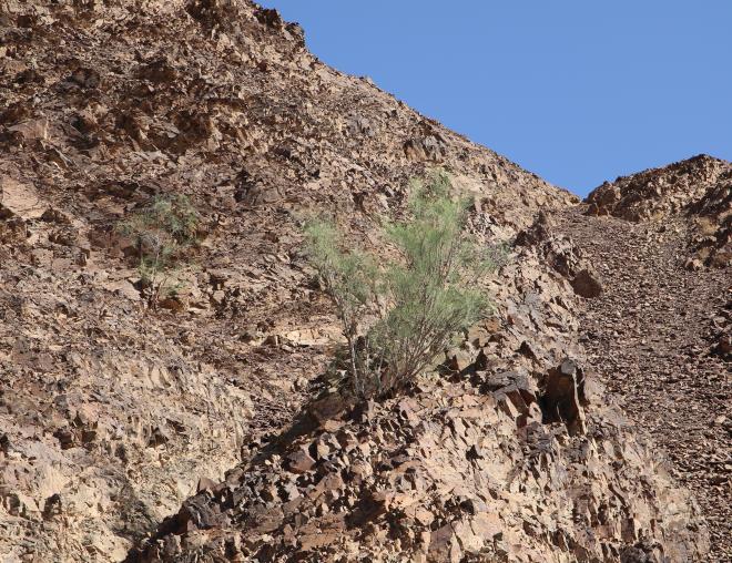Whole plant