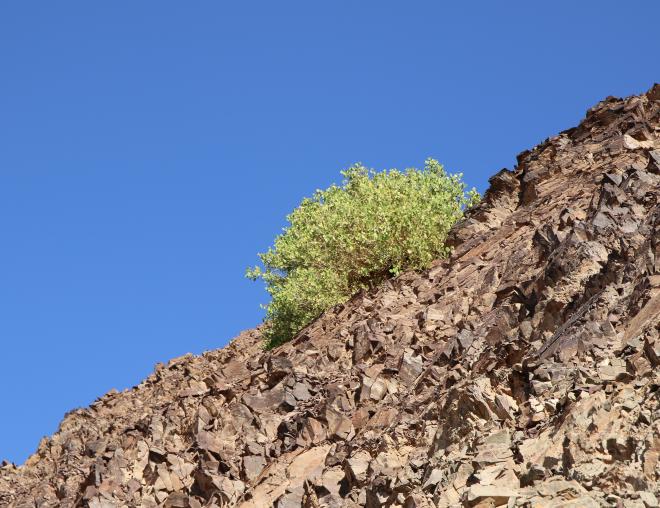 Capparis cartilaginea in Mountains and associated plains
