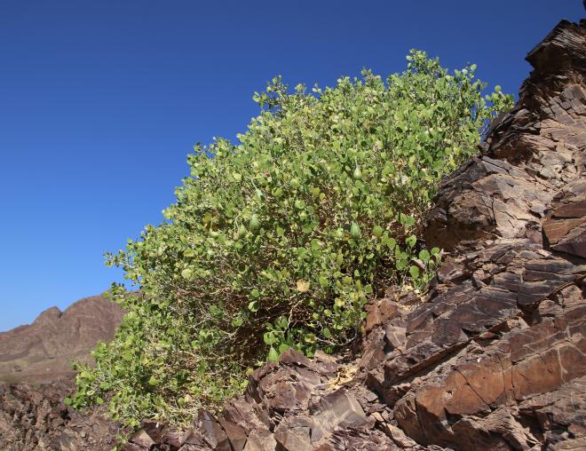 Whole plant