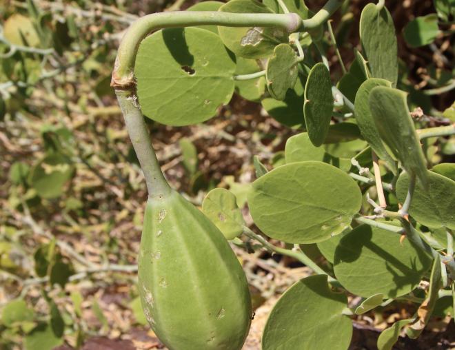Capparis cartilaginea fruit