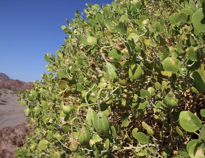 Capparis cartilaginea fruits and leaves