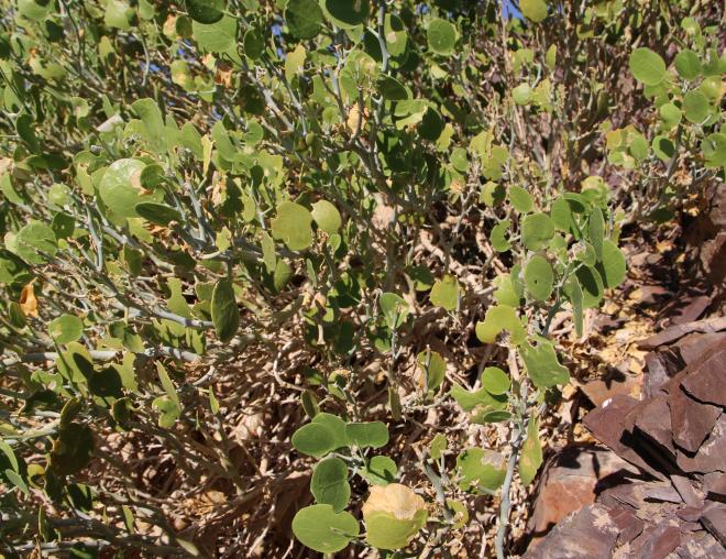 Capparis cartilaginea fruit leaves