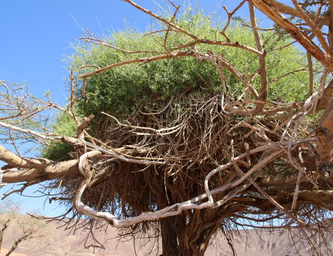 Whole plant