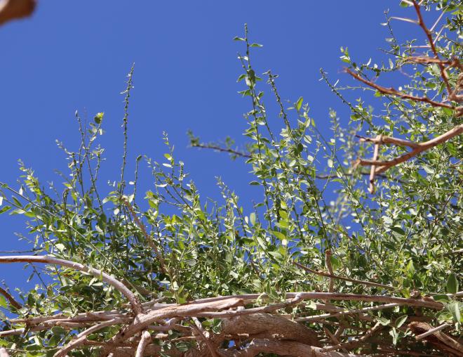 Cebatha pendula leaves