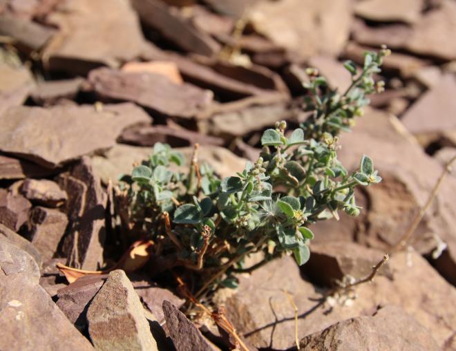 Whole plant