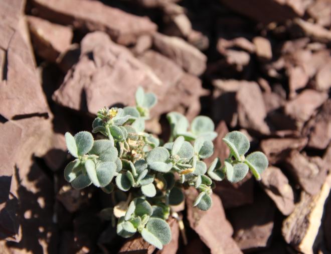 Whole plant with leaves and flowers