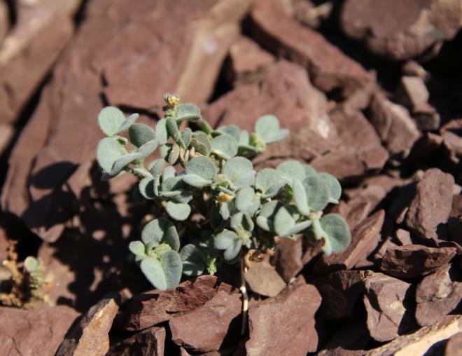 Whole plant