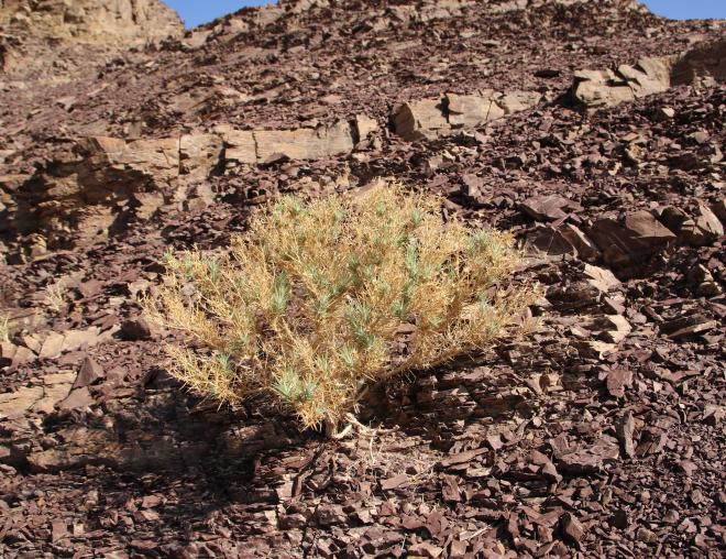 Whole plant