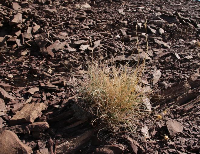 Whole plant