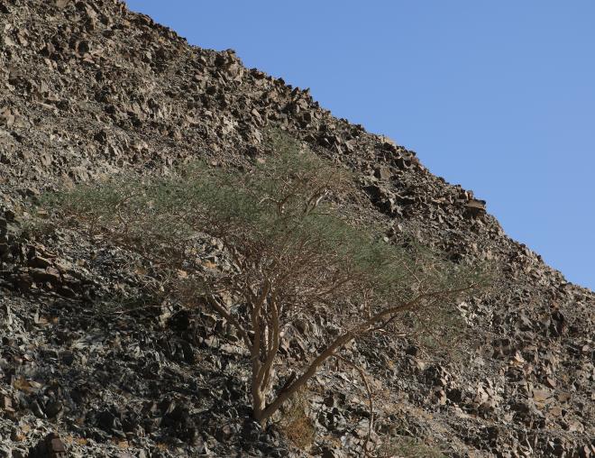 Whole plant
