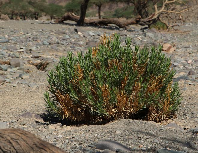 Whole plant