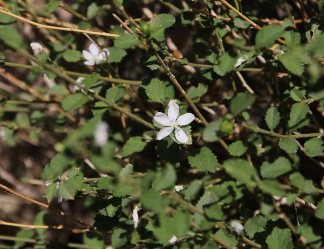 Hibiscus micranthus flower
