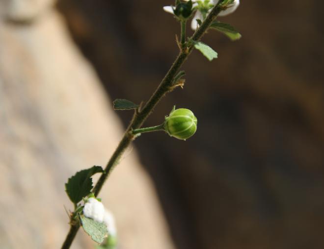 Hibiscus micranthus fruit