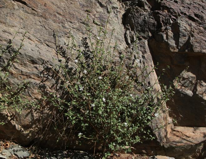 Whole plant