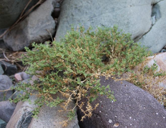 Whole plant