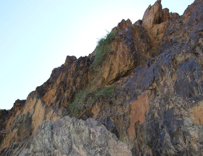 Cebatha pendula in Mountains and associated plains