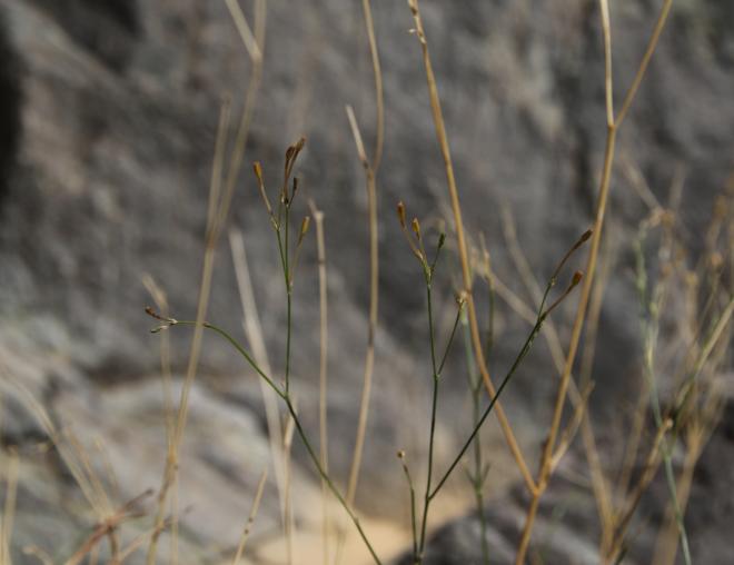 Kohautia caespitosa stems