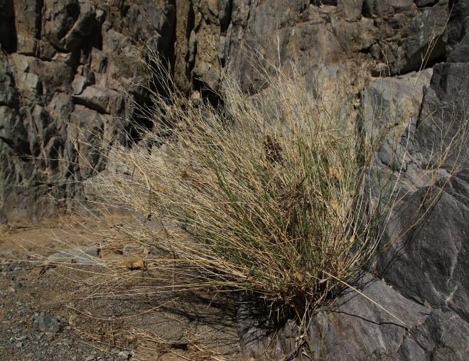 Whole plant