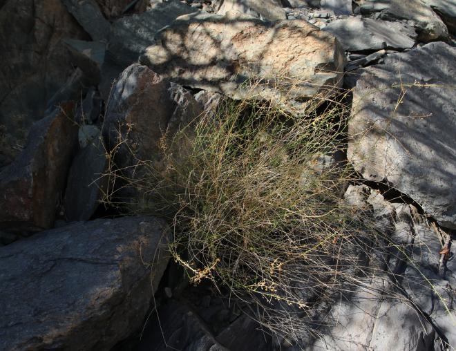 Whole plant