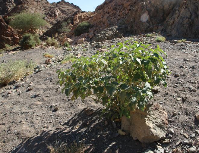 Whole plant