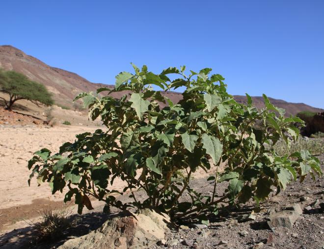 Whole plant