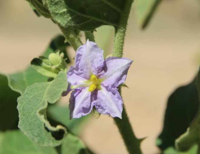 Solanum incanum flower
