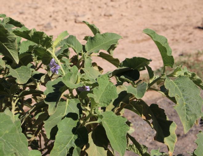 Solanum incanum leaves