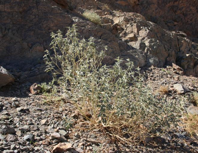 Whole plant