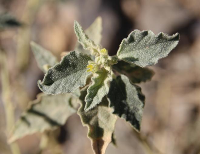 Chrozophora oblongifolia leaves and flower