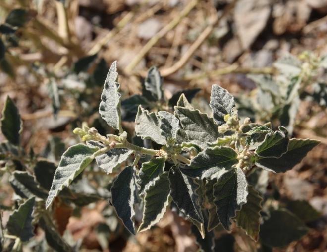 Chrozophora oblongifolia leaves