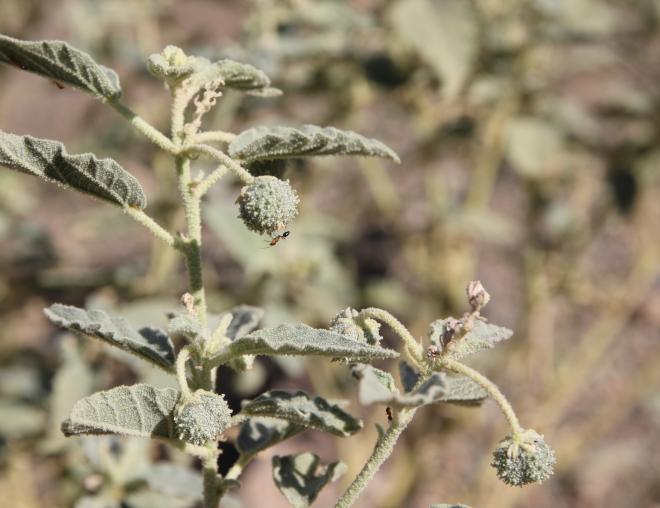 Chrozophora oblongifolia fruits