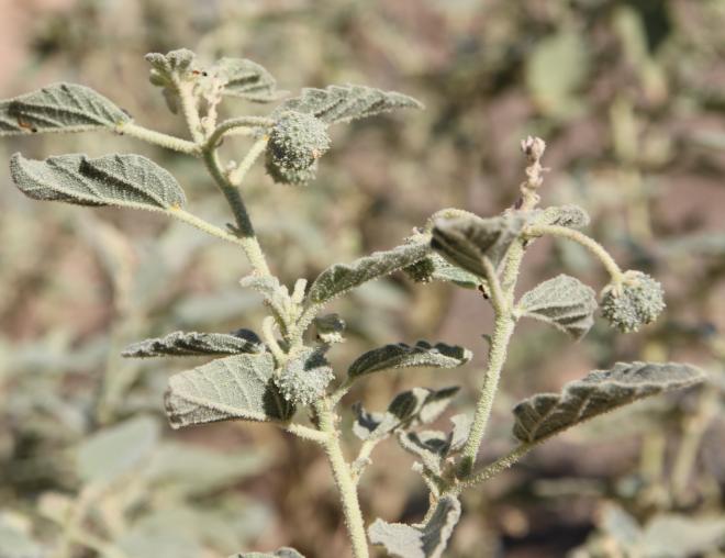 Chrozophora oblongifolia fruits
