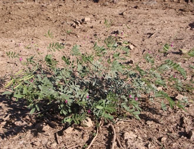 Whole plant