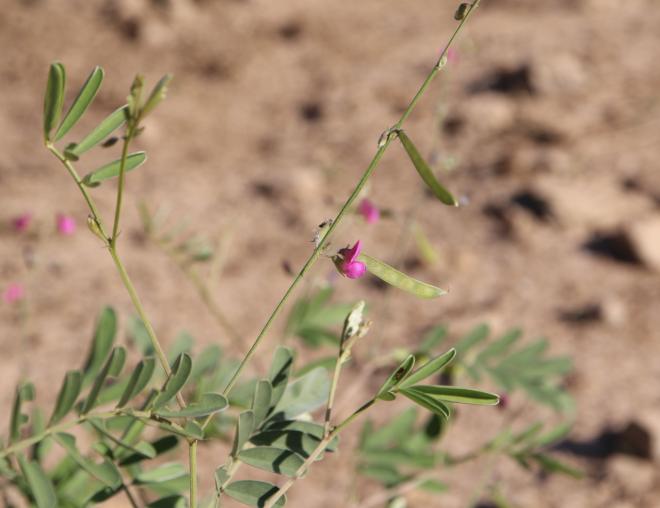 Tephrosia purpurea subsp. apollinea flower