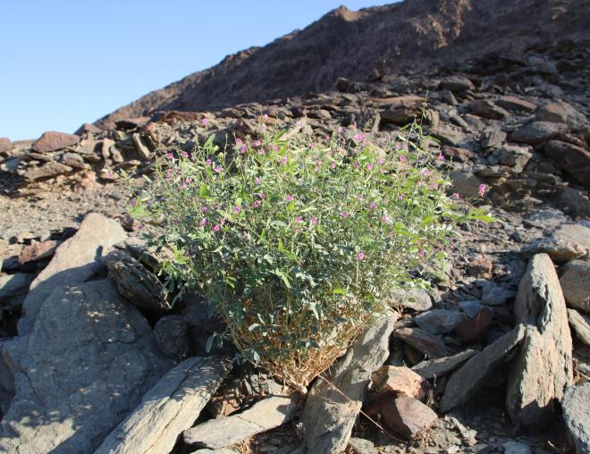 Whole plant