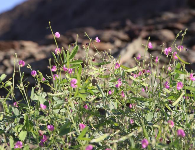 Tephrosia purpurea subsp. apollinea fruits and flowers