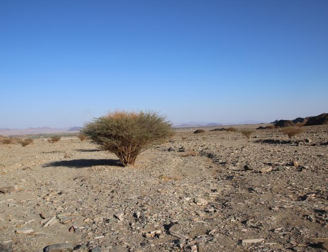 Whole plant