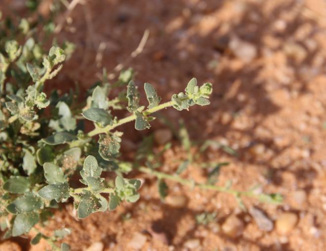 Kickxia aegyptiaca leaves