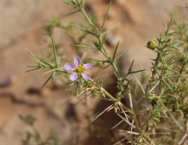 Zygophyllum arabicum flower