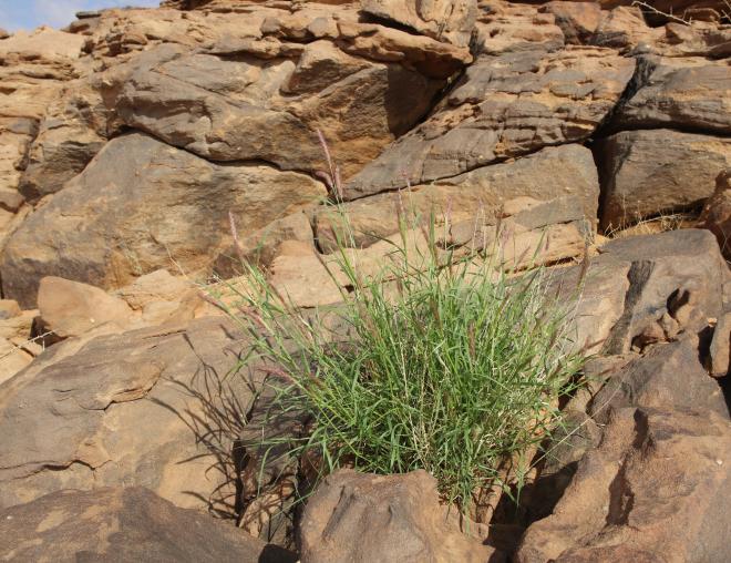 Whole plant