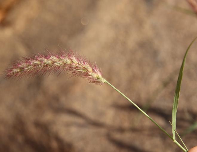 Cenchrus ciliaris fruits