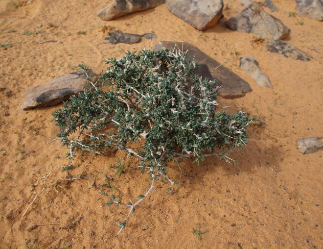 Whole plant