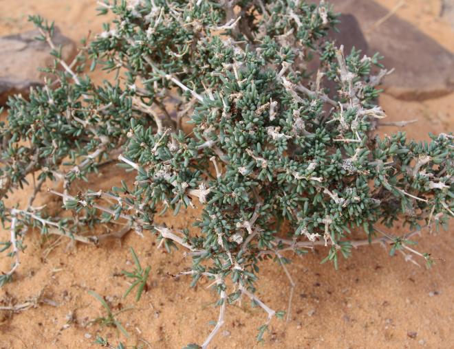 Whole plant