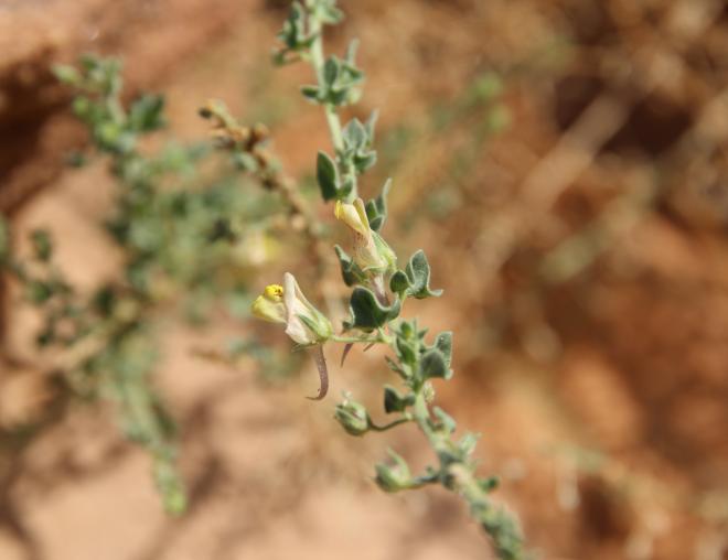 Kickxia aegyptiaca flower