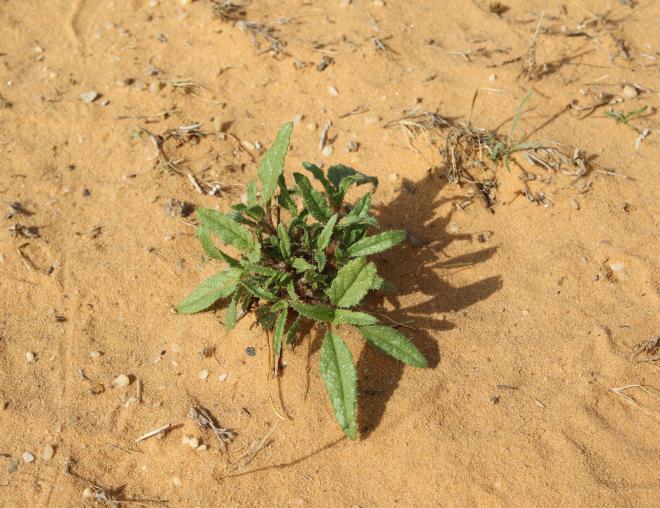 Whole plant
